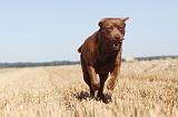 LABRADOR 012